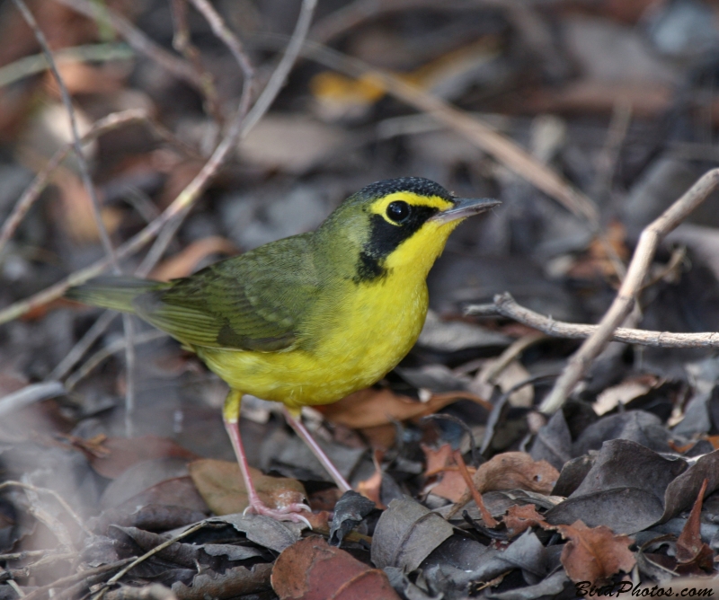 Kentucky Warbler