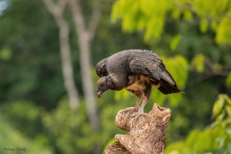 King Vulture