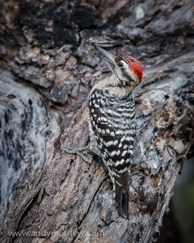 Ladder-backed Woodpecker