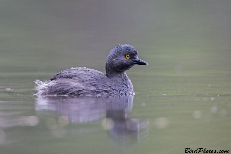 Least Grebe