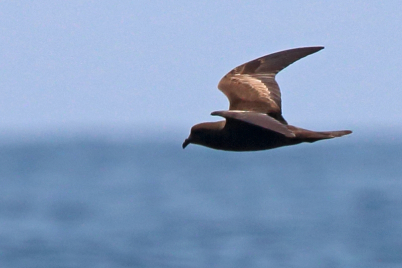 Least Storm Petrel