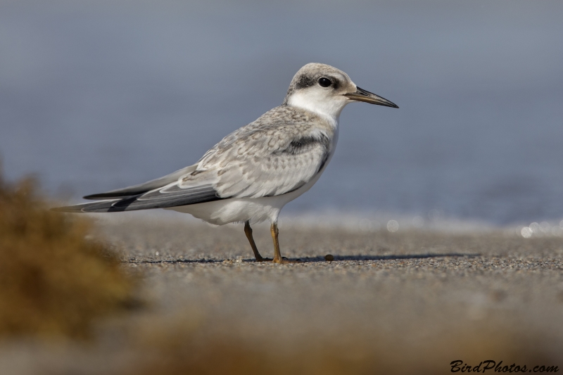 Least Tern