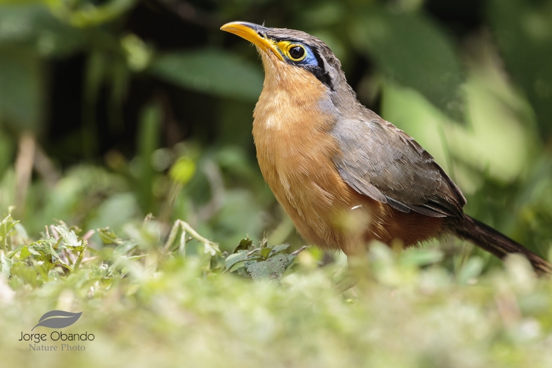 Lesser Ground Cuckoo