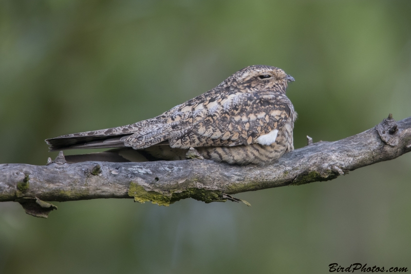 Lesser Nighthawk