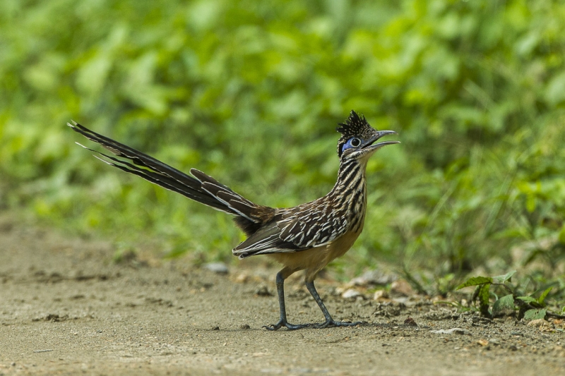 Lesser Roadrunner