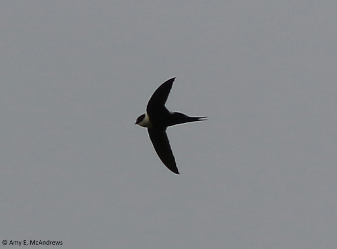 Lesser Swallow-tailed Swift