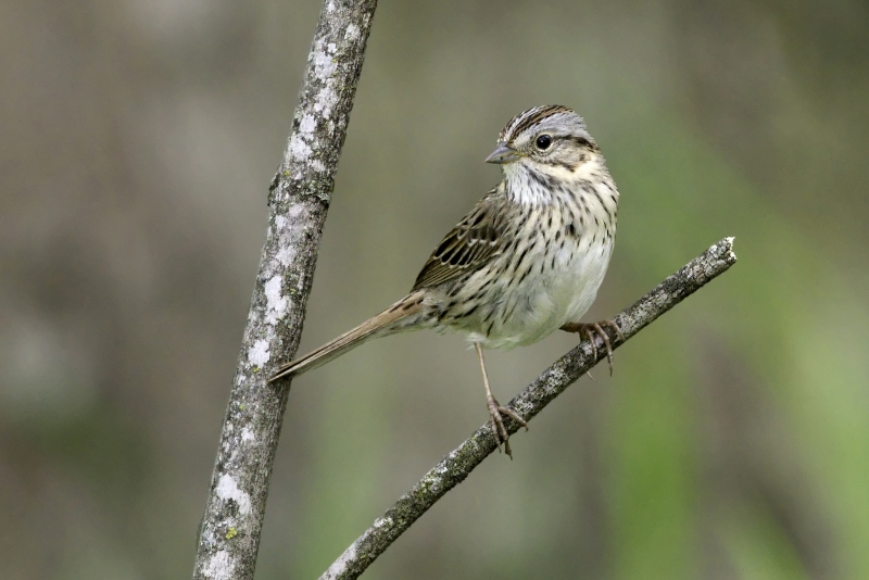 Lincoln's Sparrow