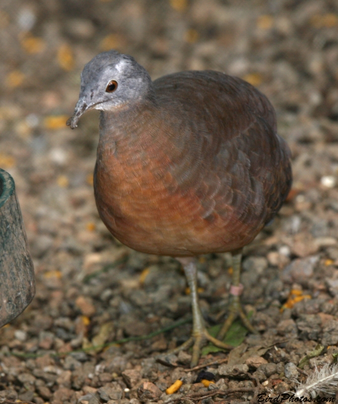 Little Tinamou