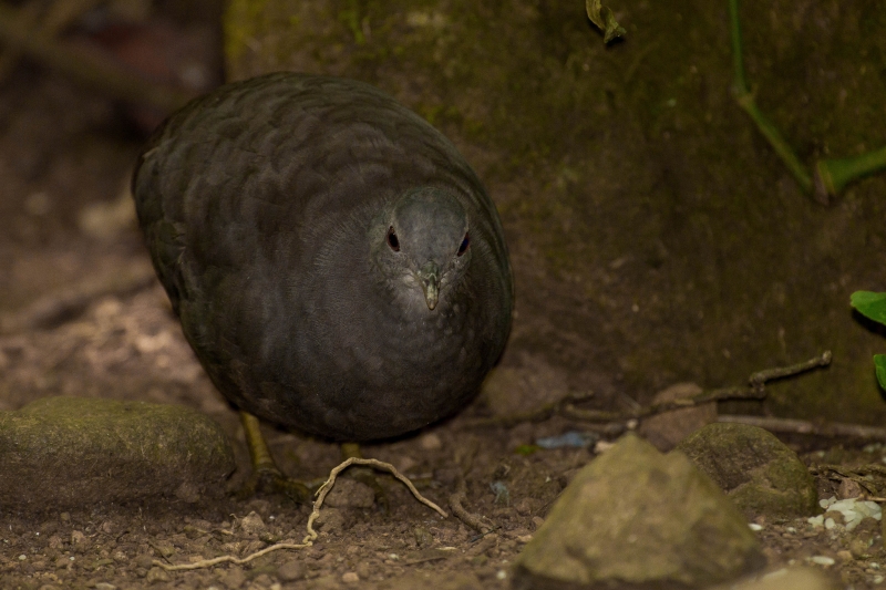 Little Tinamou