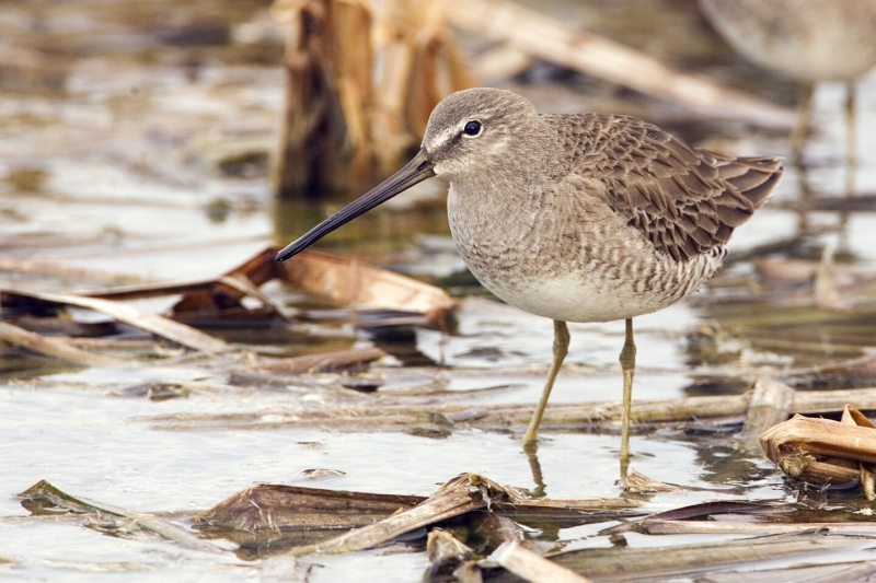 Long-billed Dowitcher