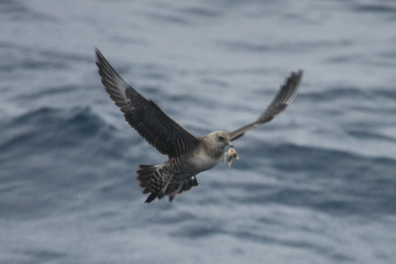 Long-tailed Jaeger