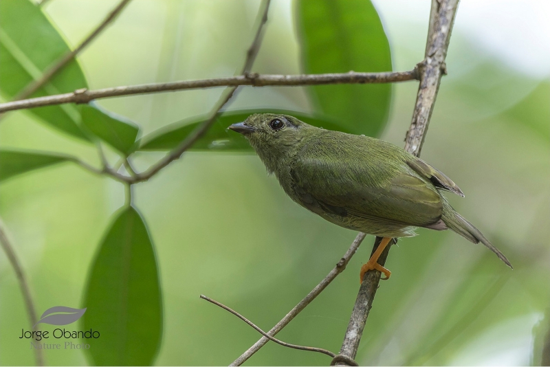 Long-tailed Manakin