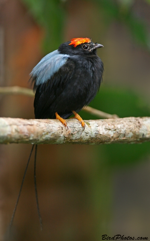 Long-tailed Manakin