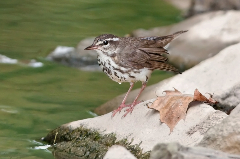 Louisiana Waterthrush