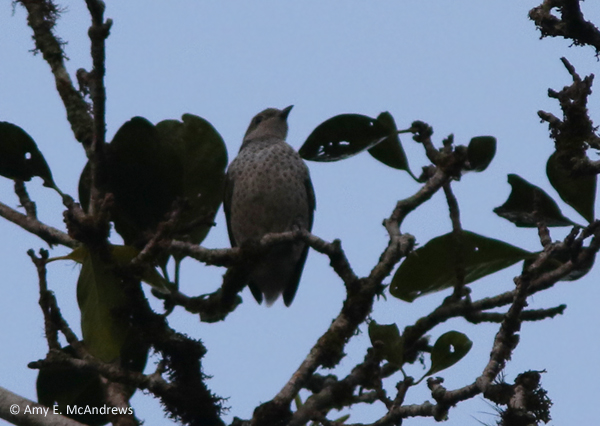 Lovely Cotinga