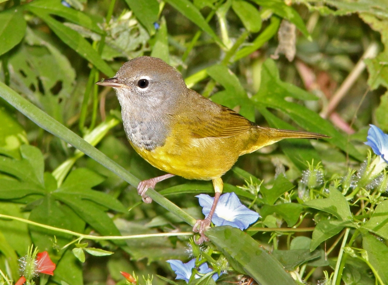 MacGillivray's Warbler