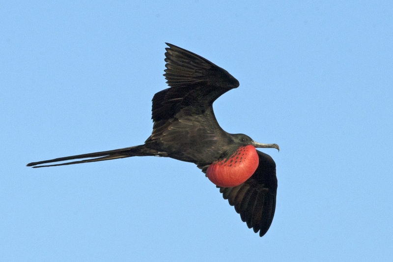 Magnificent Frigatebird