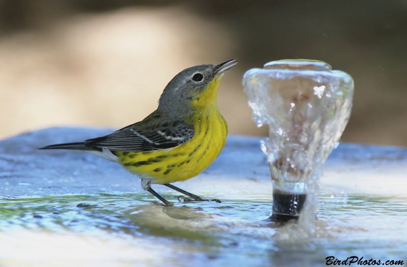 Magnolia Warbler