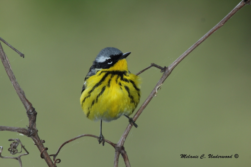 Magnolia Warbler