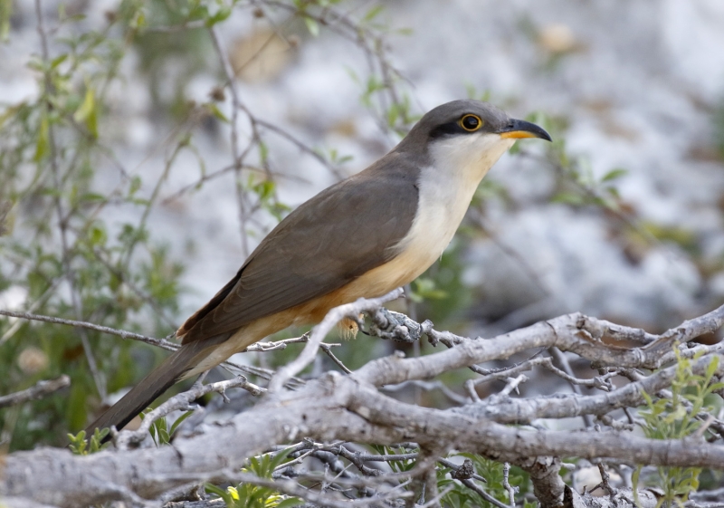 Mangrove Cuckoo