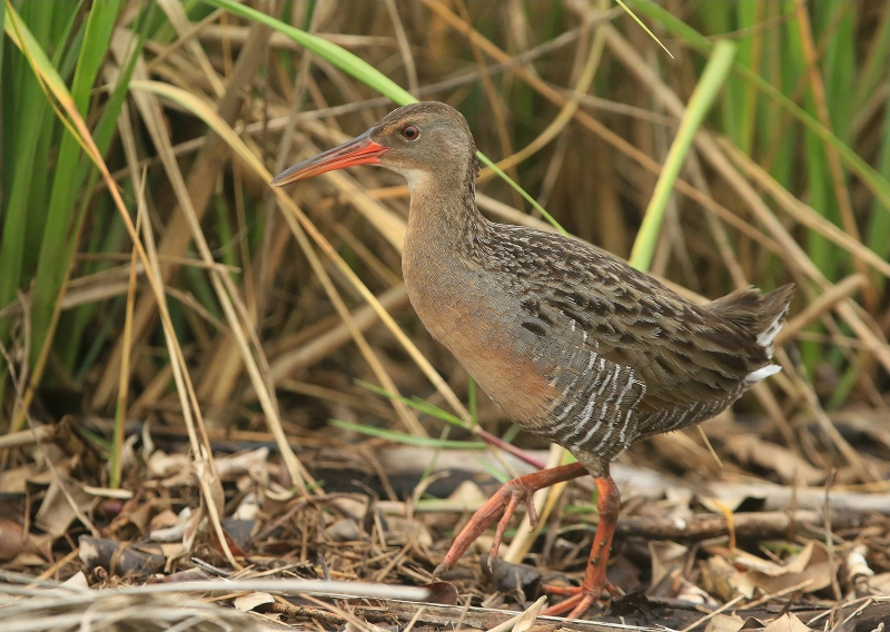 Mangrove Rail