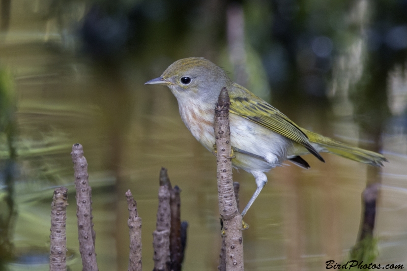 Mangrove Warbler