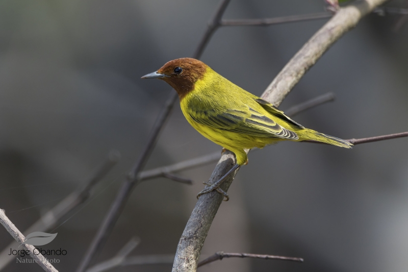 Mangrove Warbler