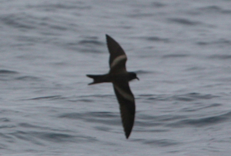 Markham's Storm Petrel