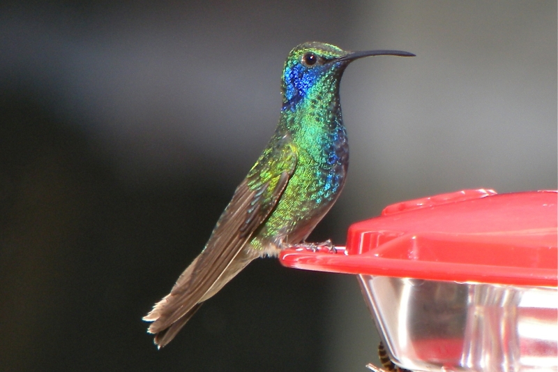 Mexican Violetear