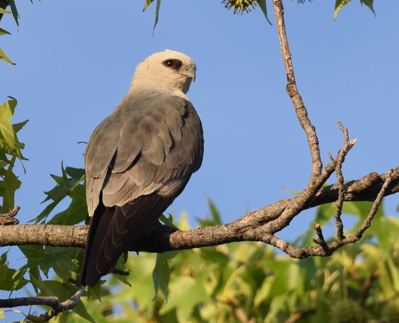 Mississippi Kite