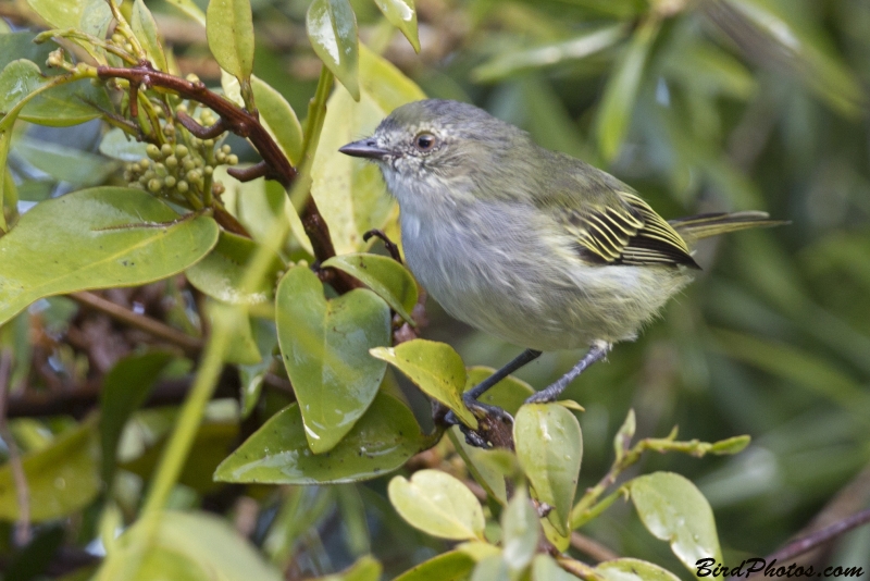 Mistletoe Tyrannulet