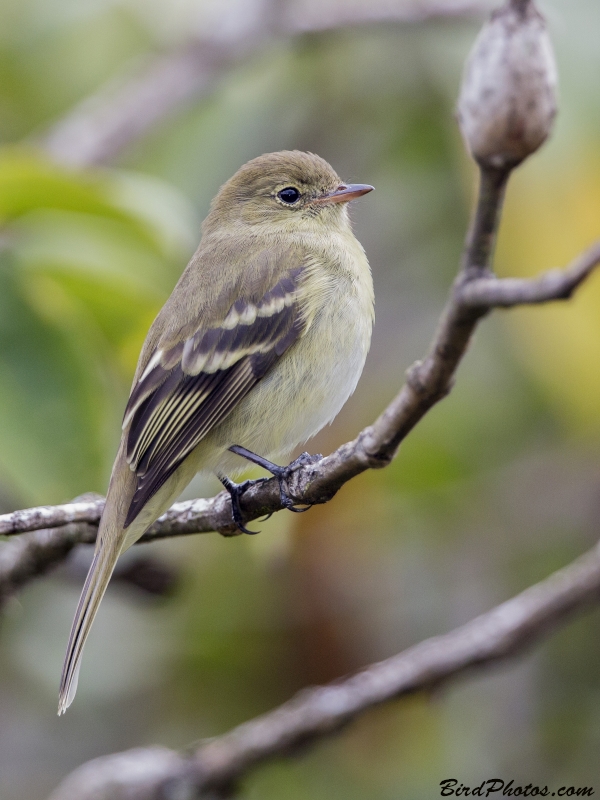 Mountain Elaenia