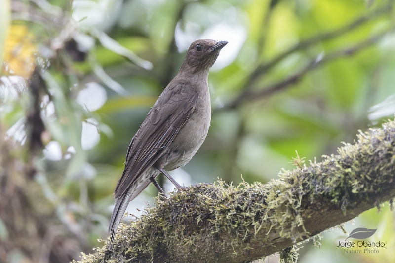 Mountain Thrush