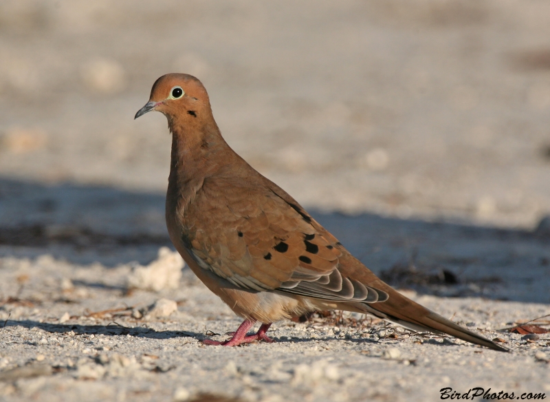 Mourning Dove