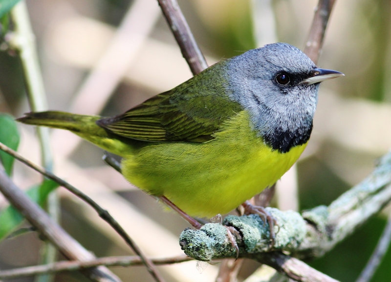 Mourning Warbler