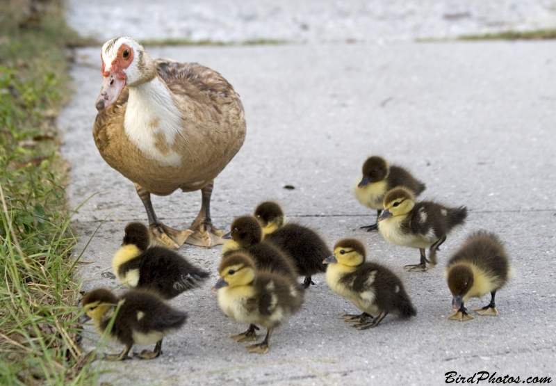 Muscovy Duck