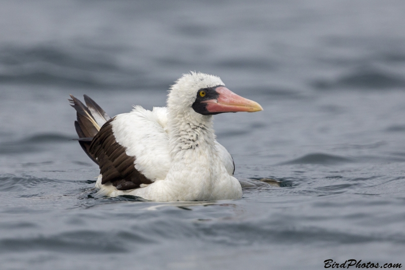 Nazca Booby