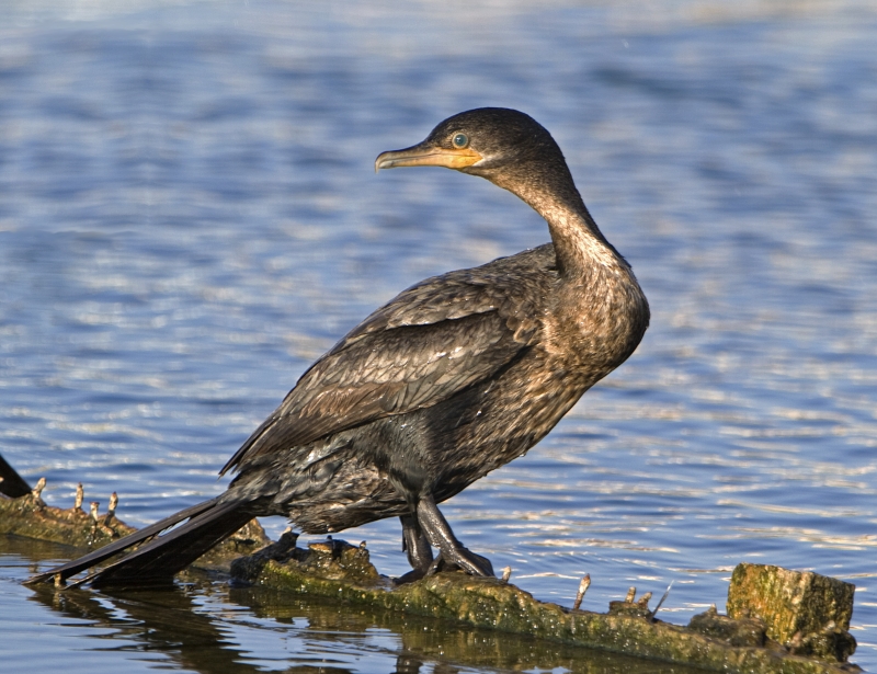 Neotropic Cormorant