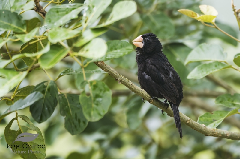 Nicaraguan Seed Finch