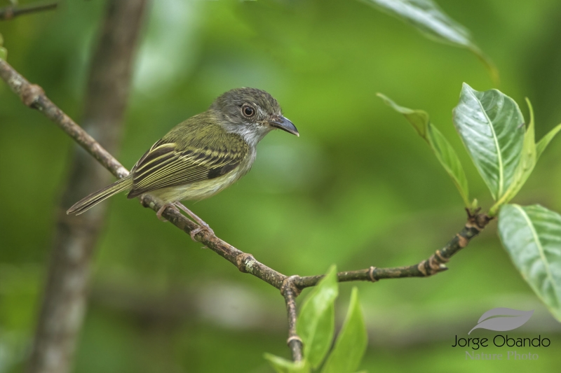 Northern Bentbill