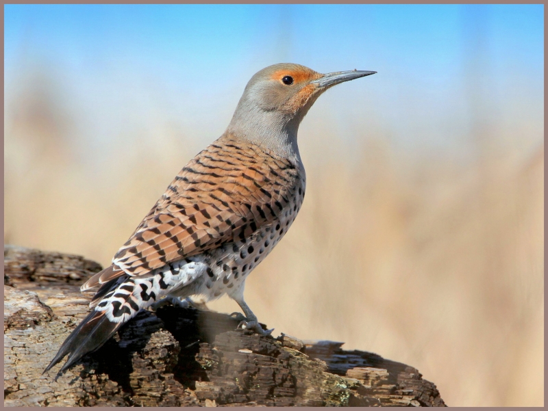 Northern Flicker