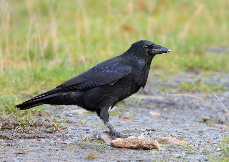 Northern Raven