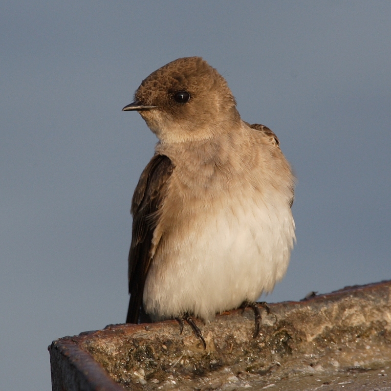 Northern Rough-winged Swallow