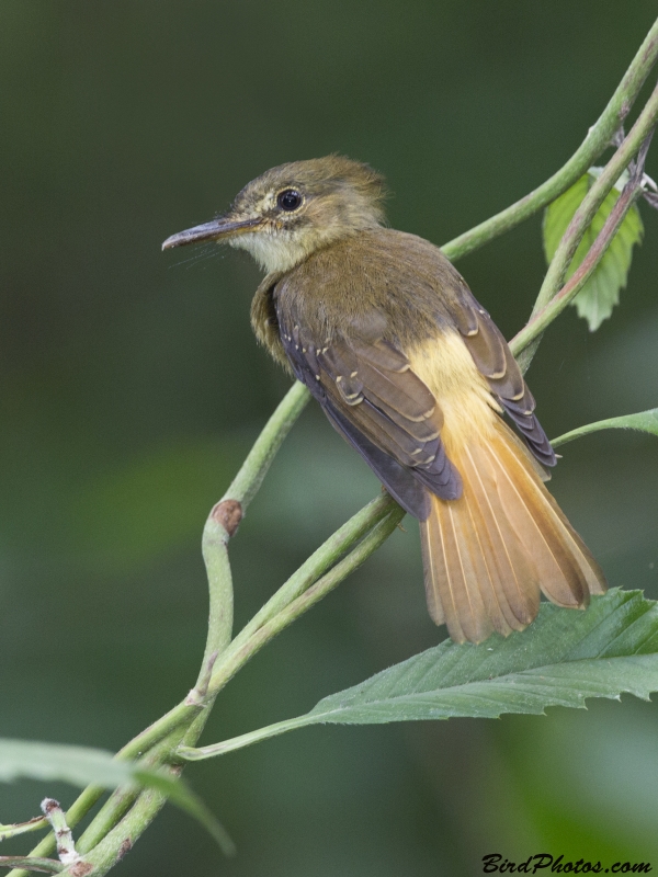 Northern Royal Flycatcher