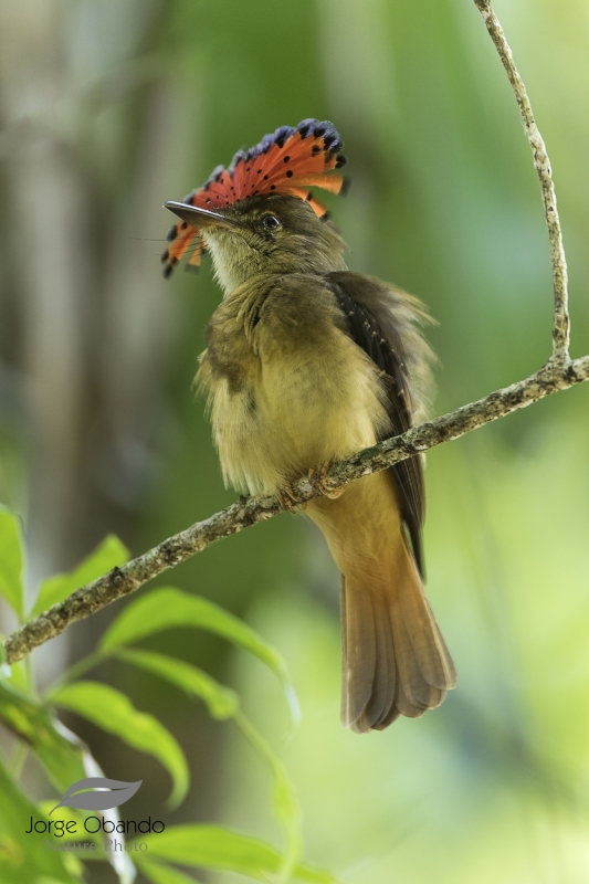 Northern Royal Flycatcher