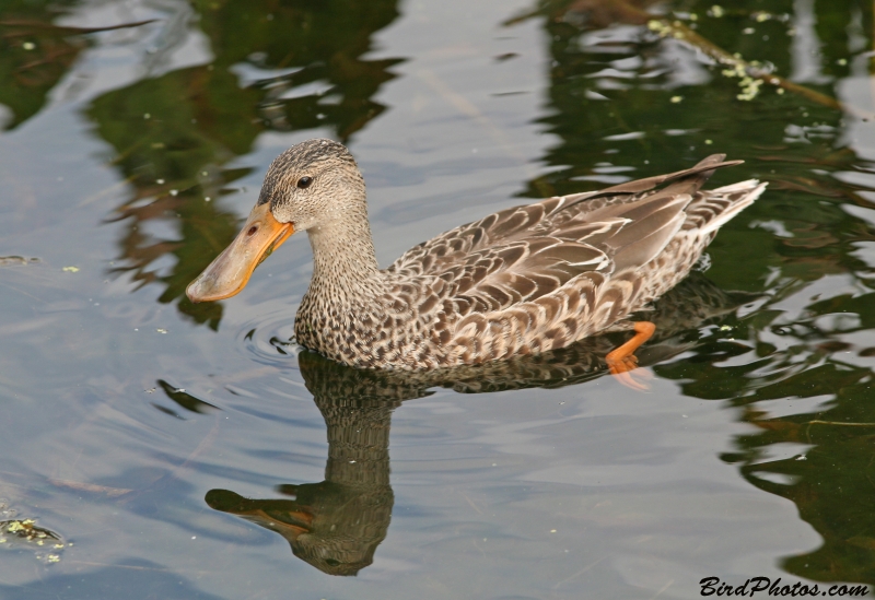 Northern Shoveler