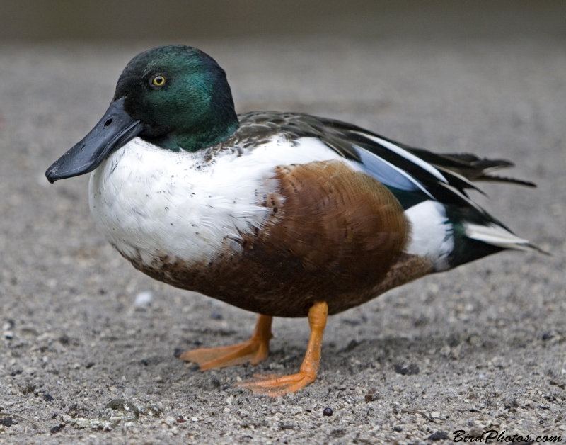 Northern Shoveler