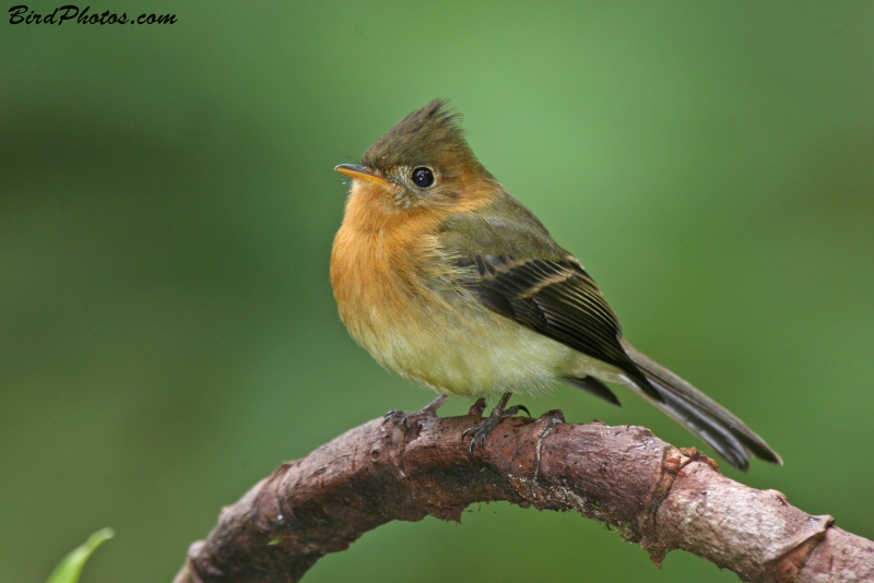 Northern Tufted Flycatcher