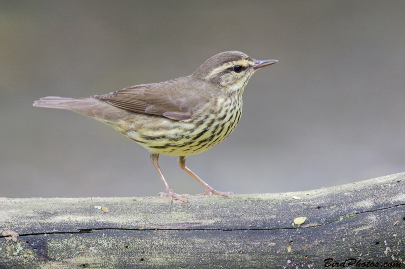 Northern Waterthrush