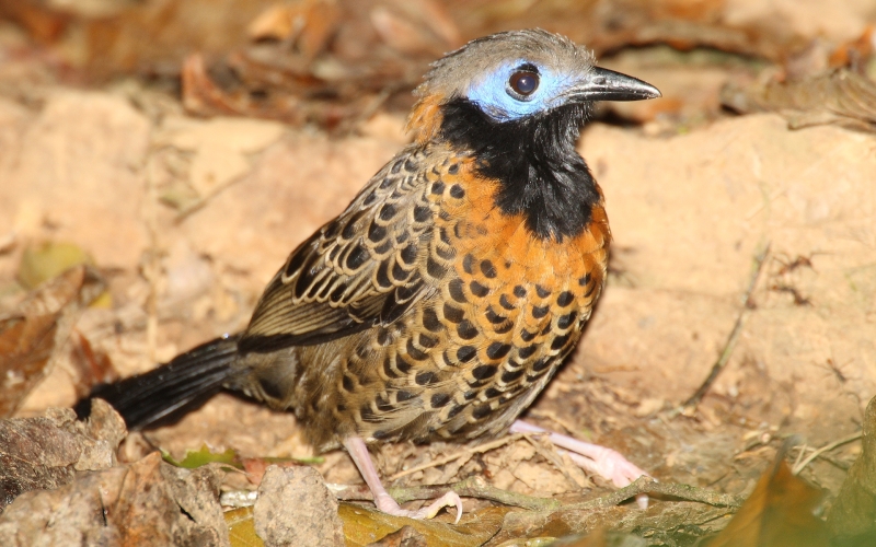 Ocellated Antbird